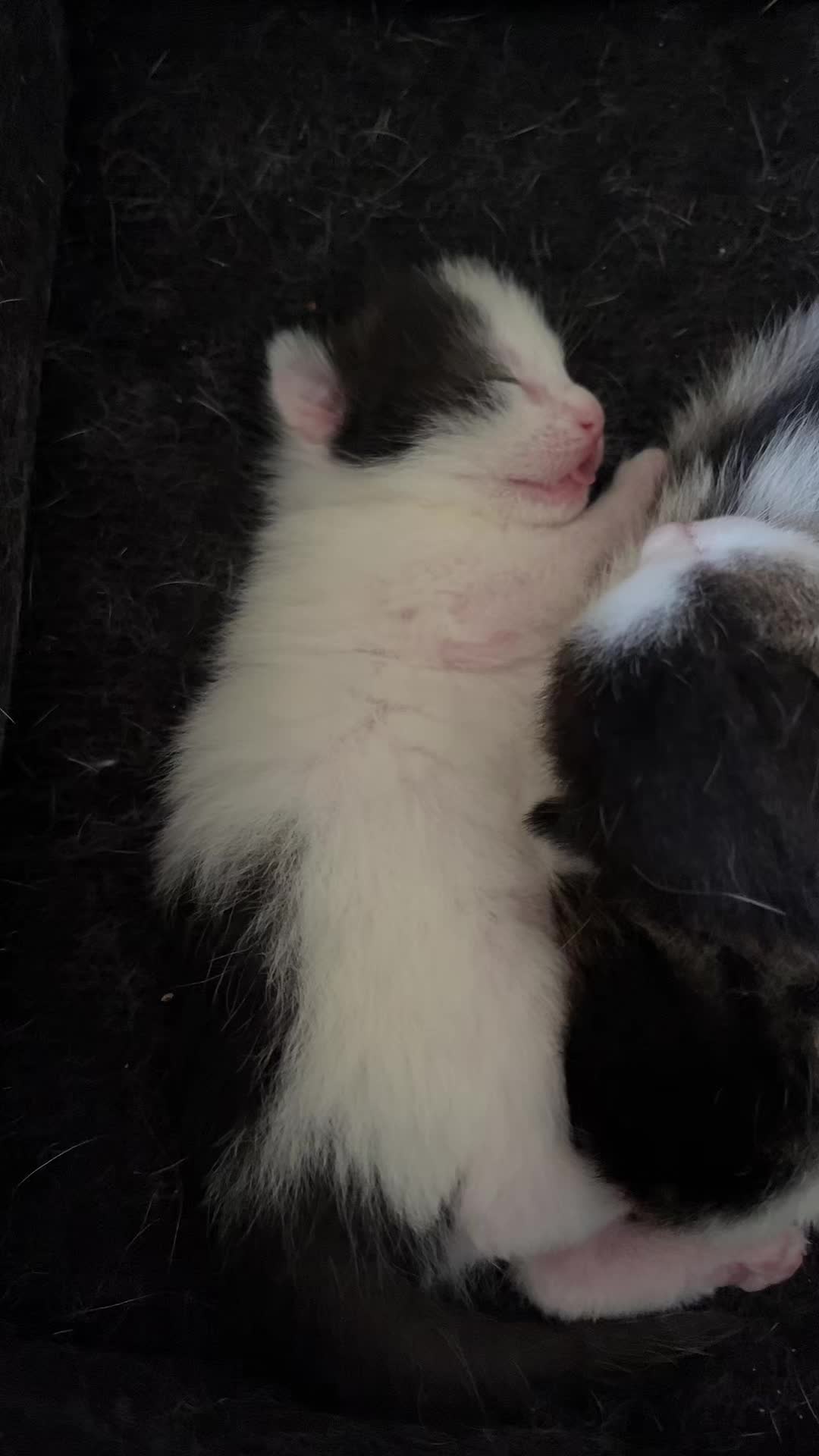 @Tootie The Cat