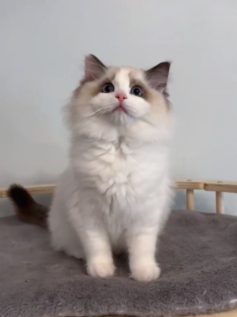 @Cute Cats Zone