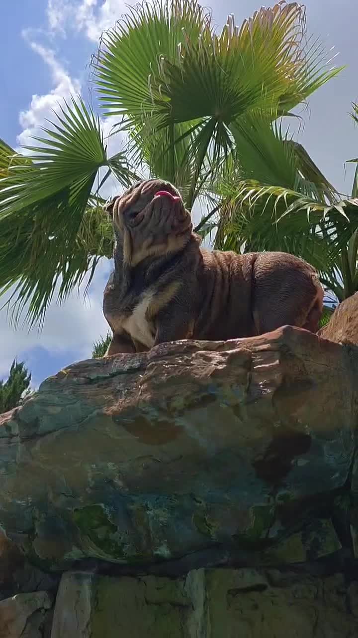 @RawlsTheBulldog