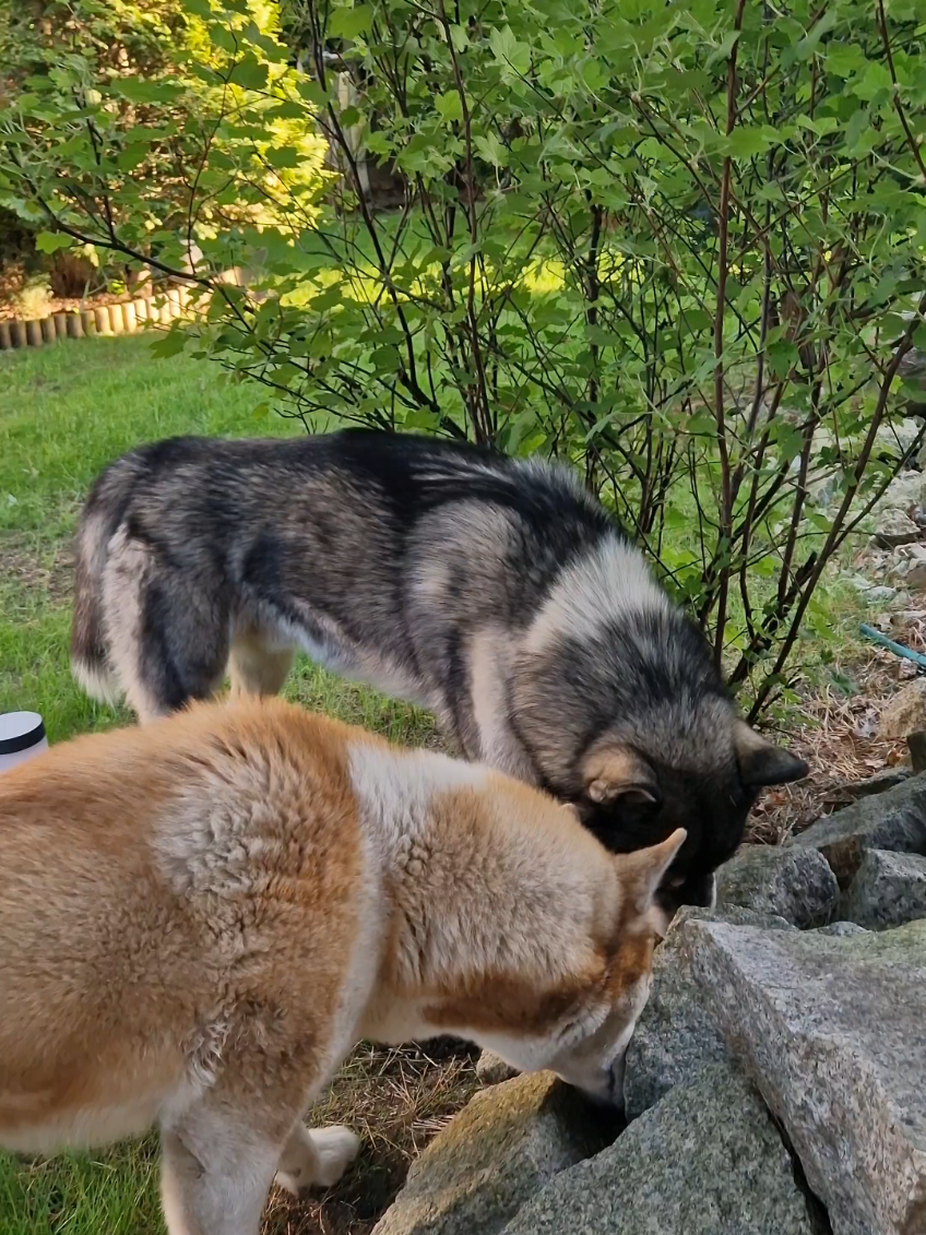 @husky.ananaski