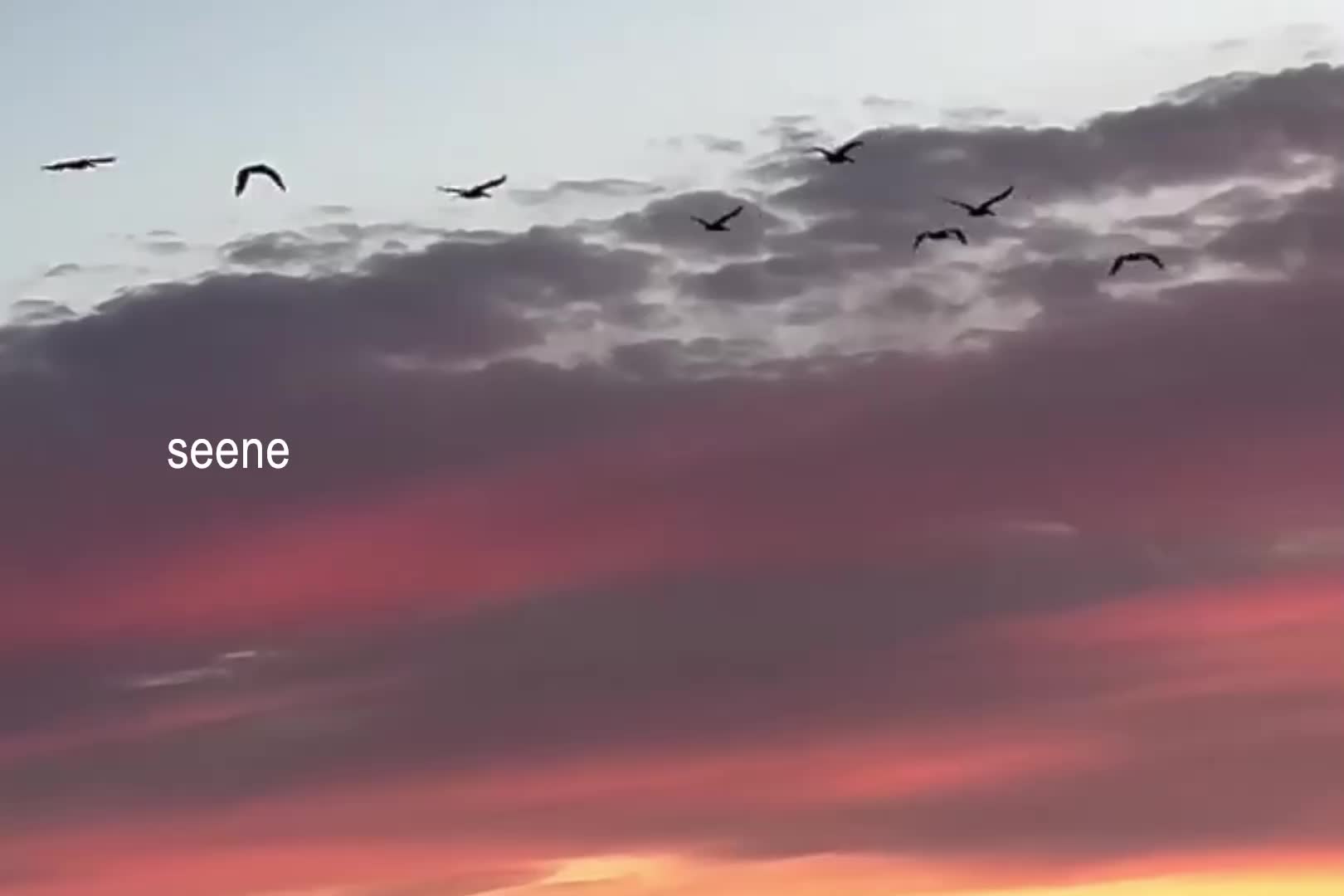 @ʟᴏꜰɪ ᴅʀᴇᴀᴍꜱ