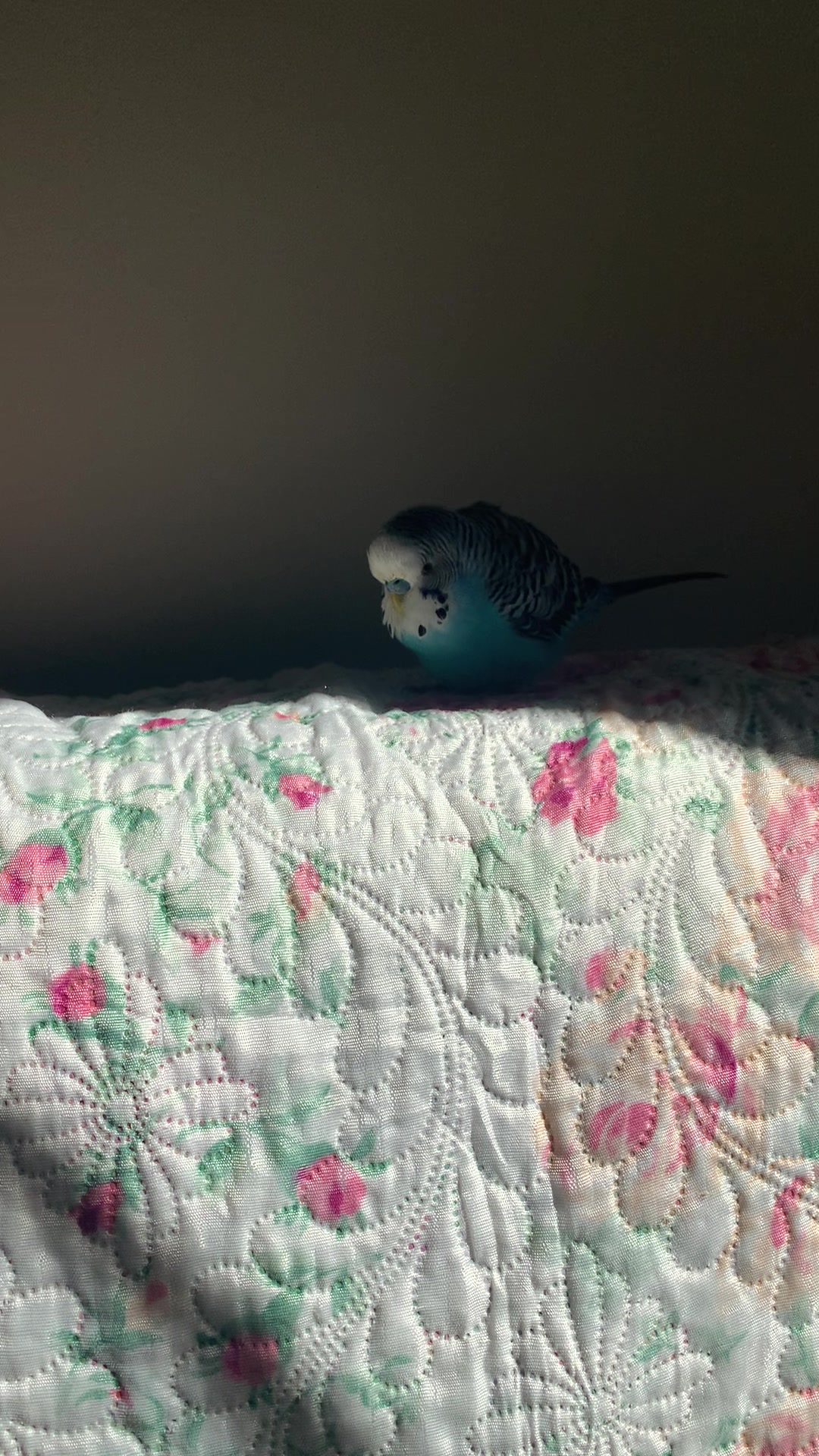 @Blu_the_budgie 🇹🇹