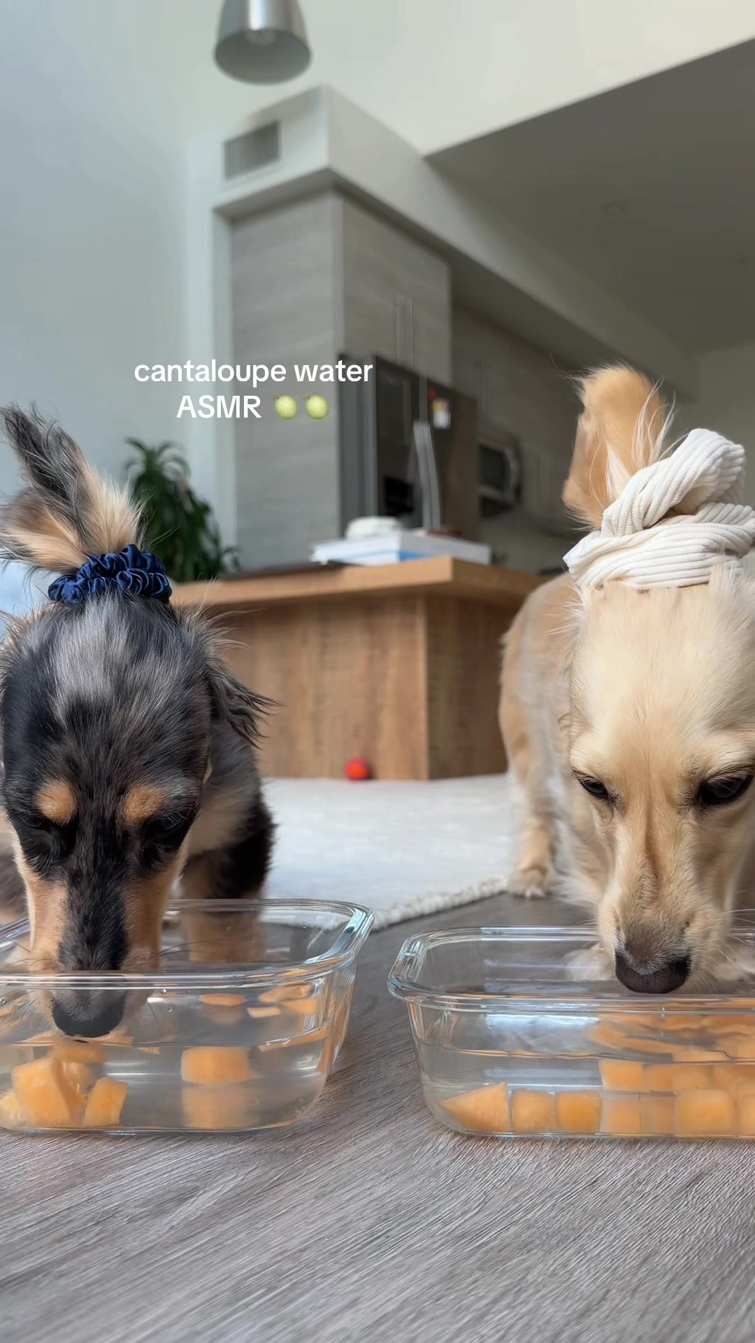 @Lila & Lily The Doxxies