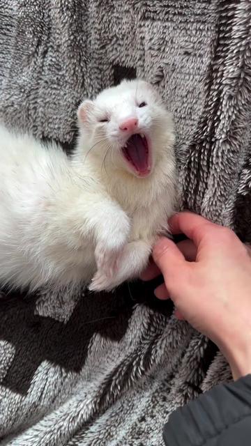 @Little star ferrets