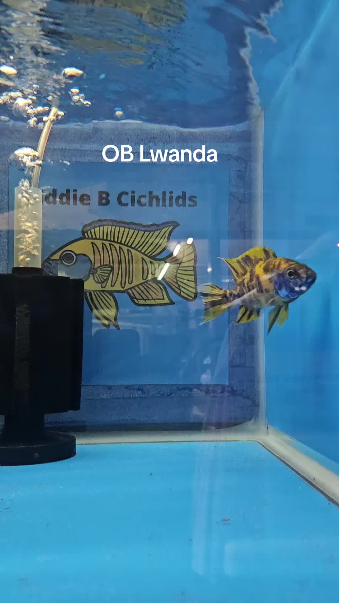 @EddieBcichlids