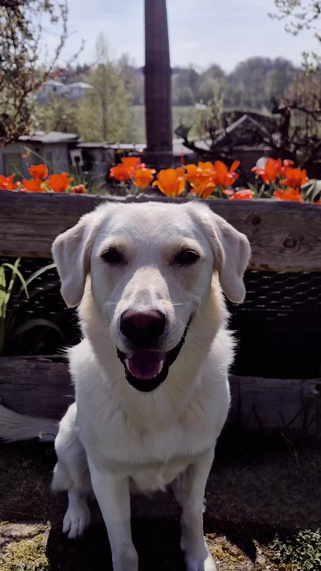 @Nicole🙋🏼♀️ mit 🐕Cora🐾🩷