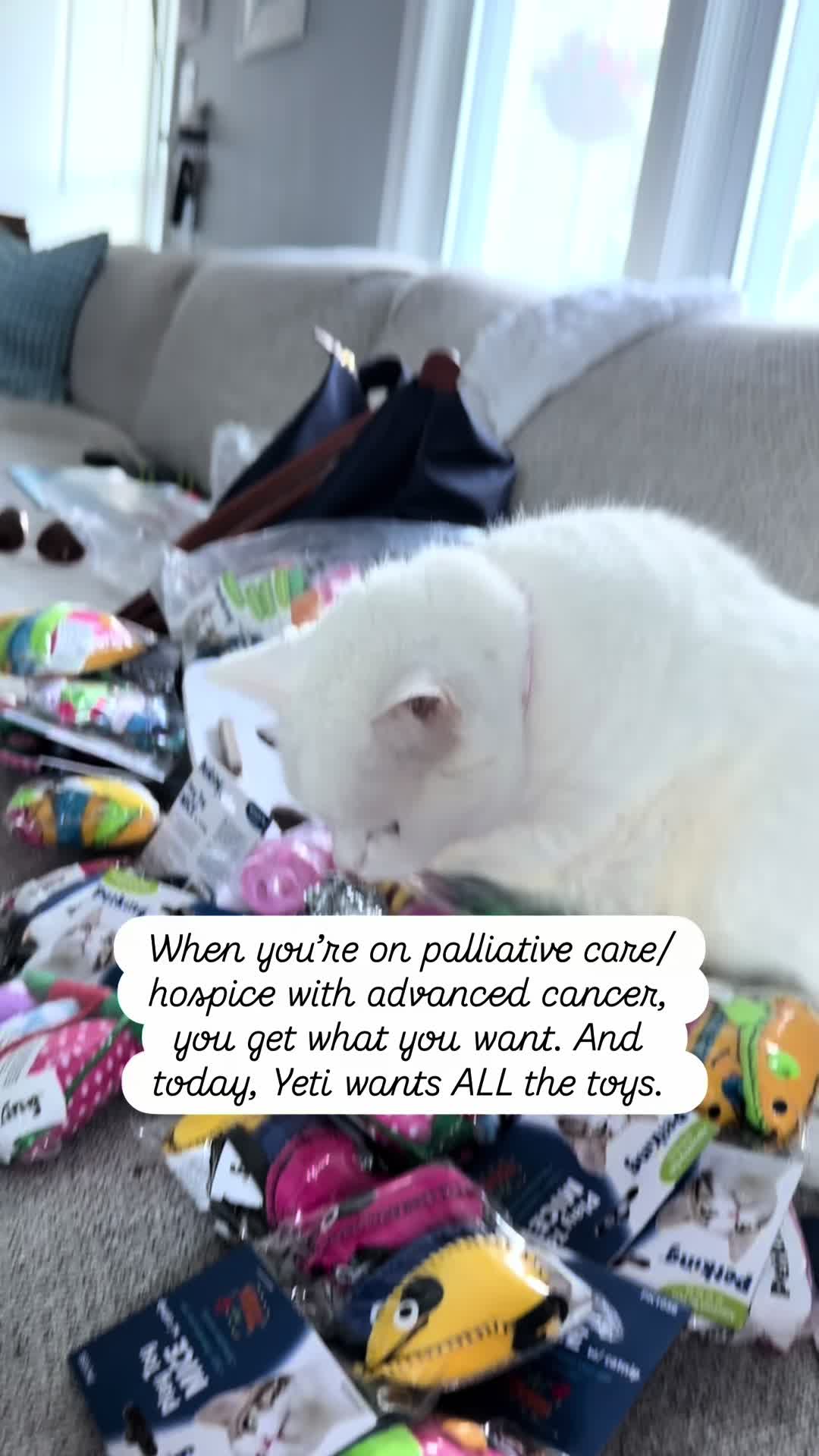@Milo The Bravest