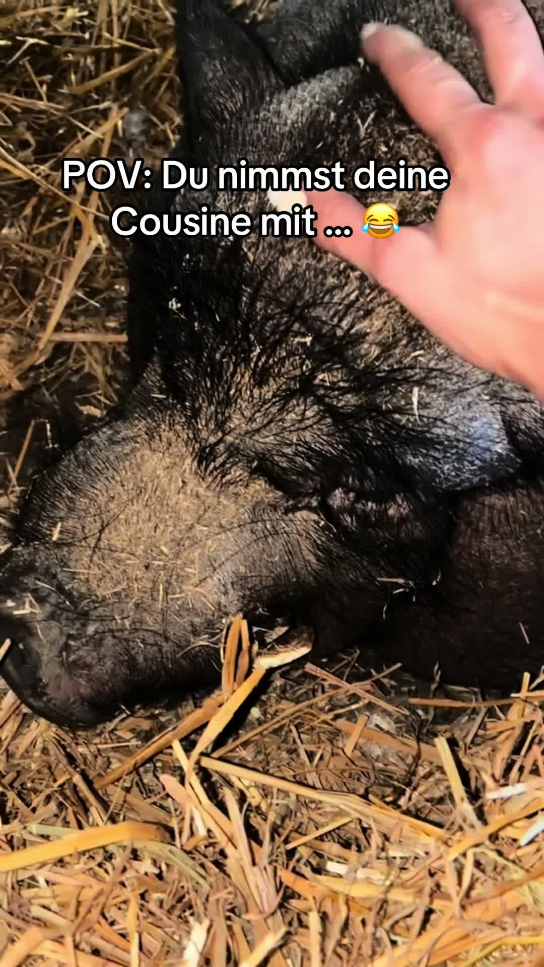 @Alchemiebalm