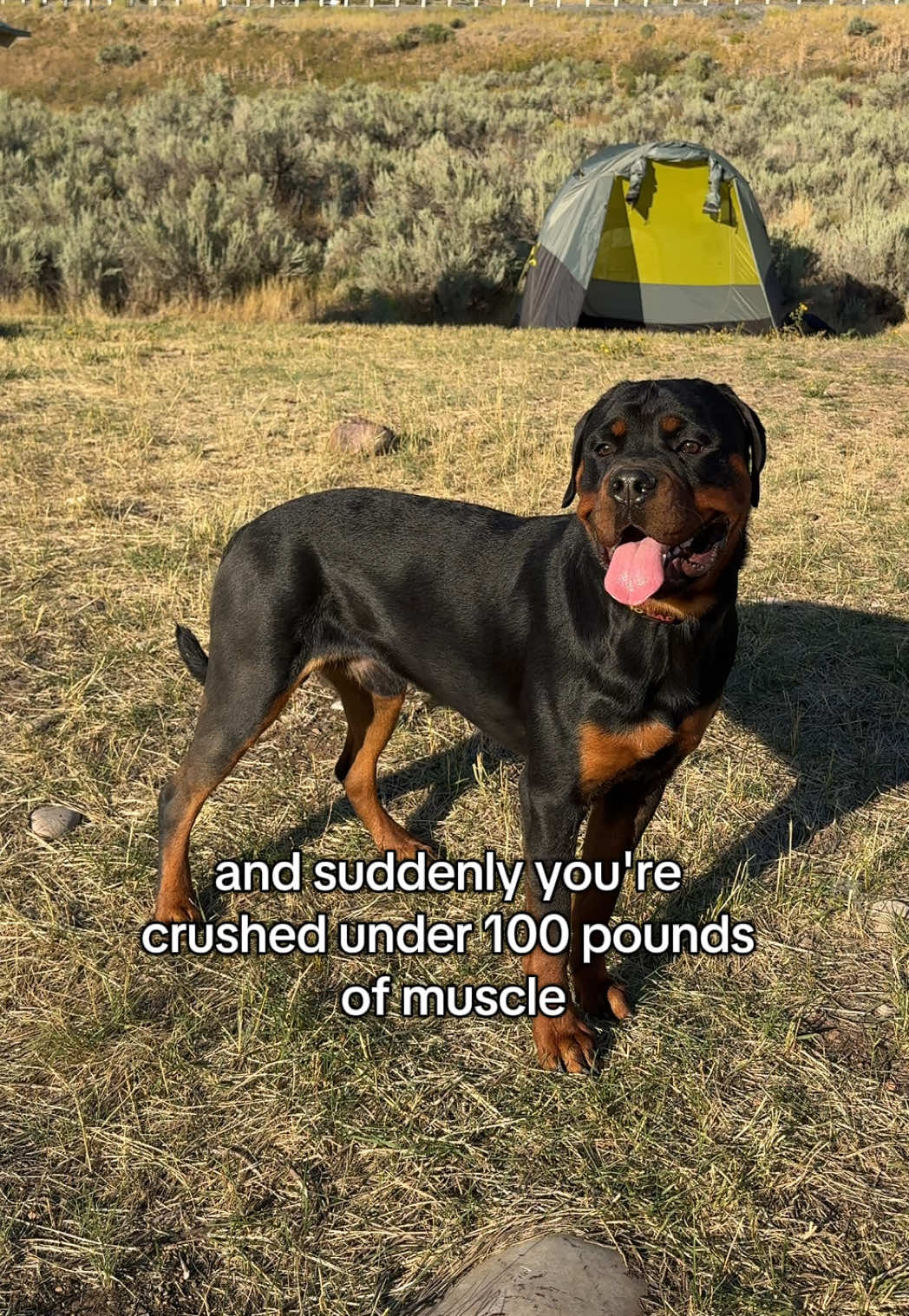 @Rex the Rottweiler