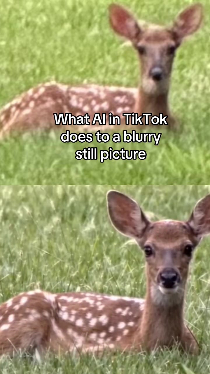 @The Appalachian kitties