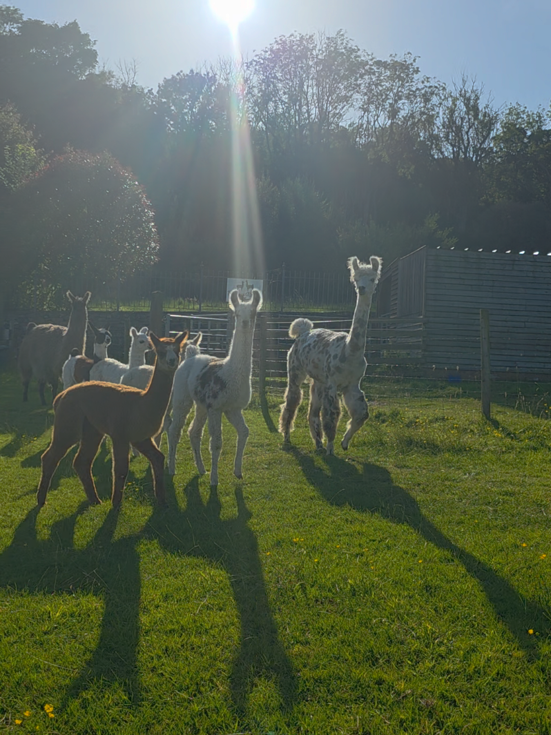 @Bardsea Alpacas and Llamas