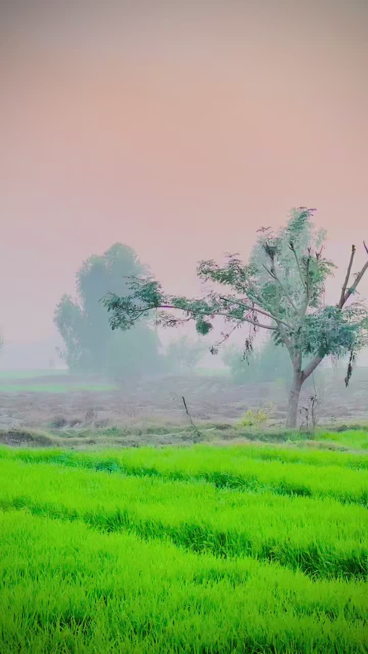 @نیازی