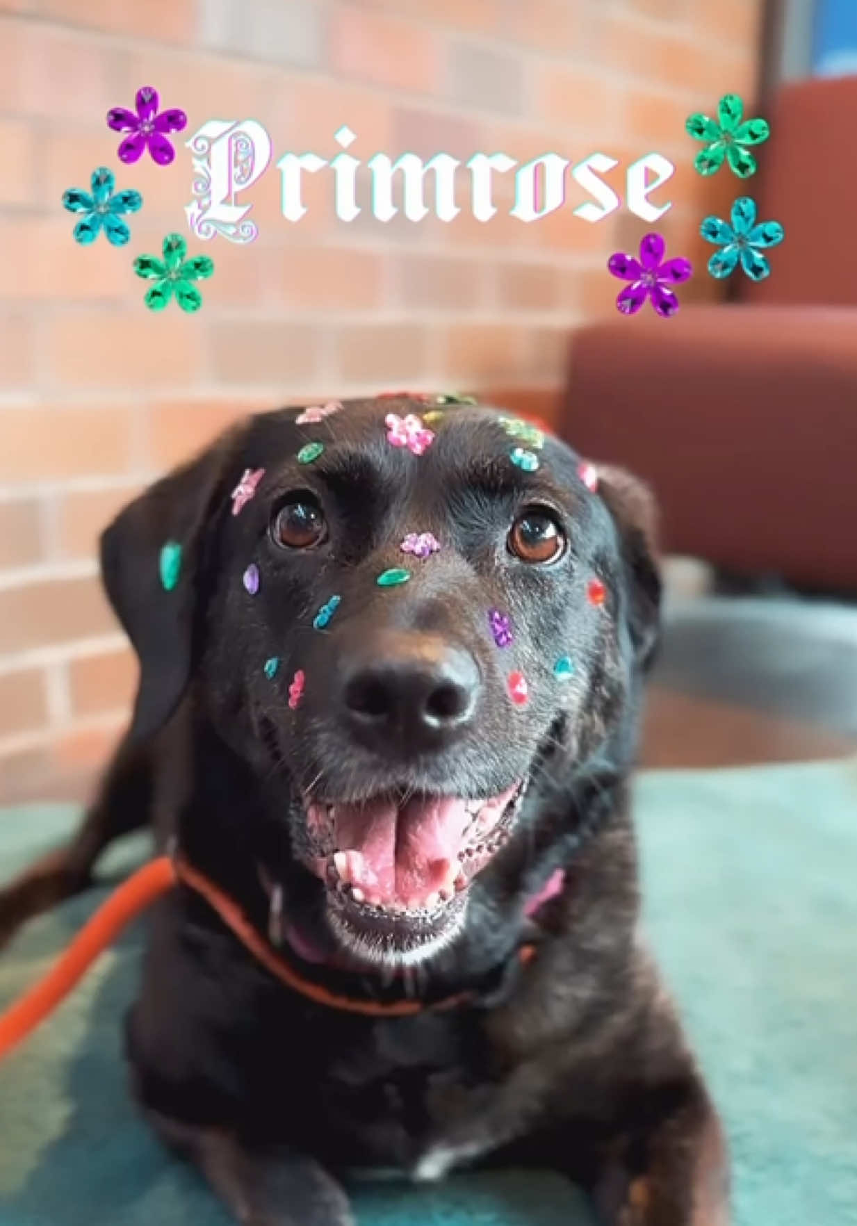 @Seattle Animal Shelter