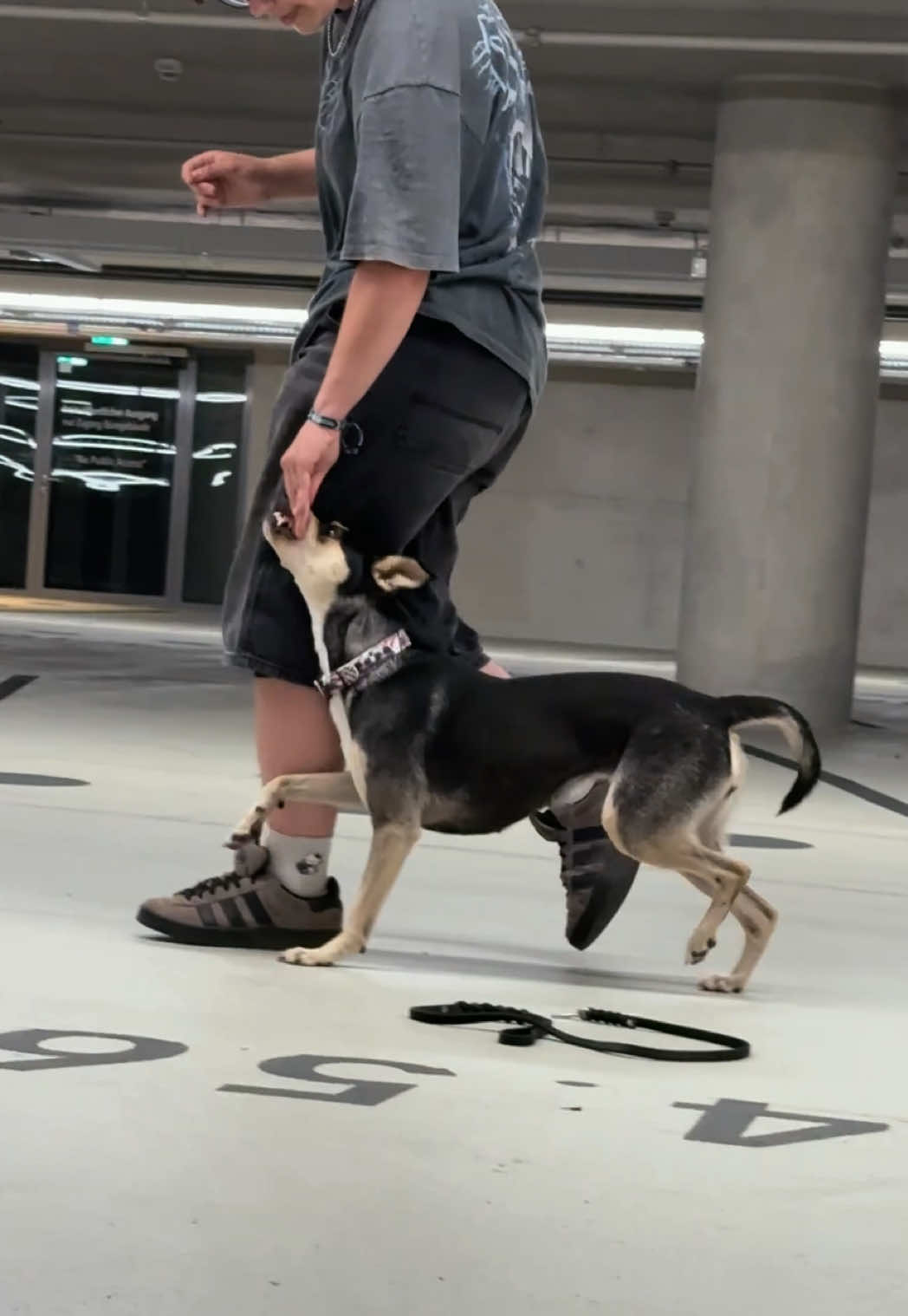 @🐾