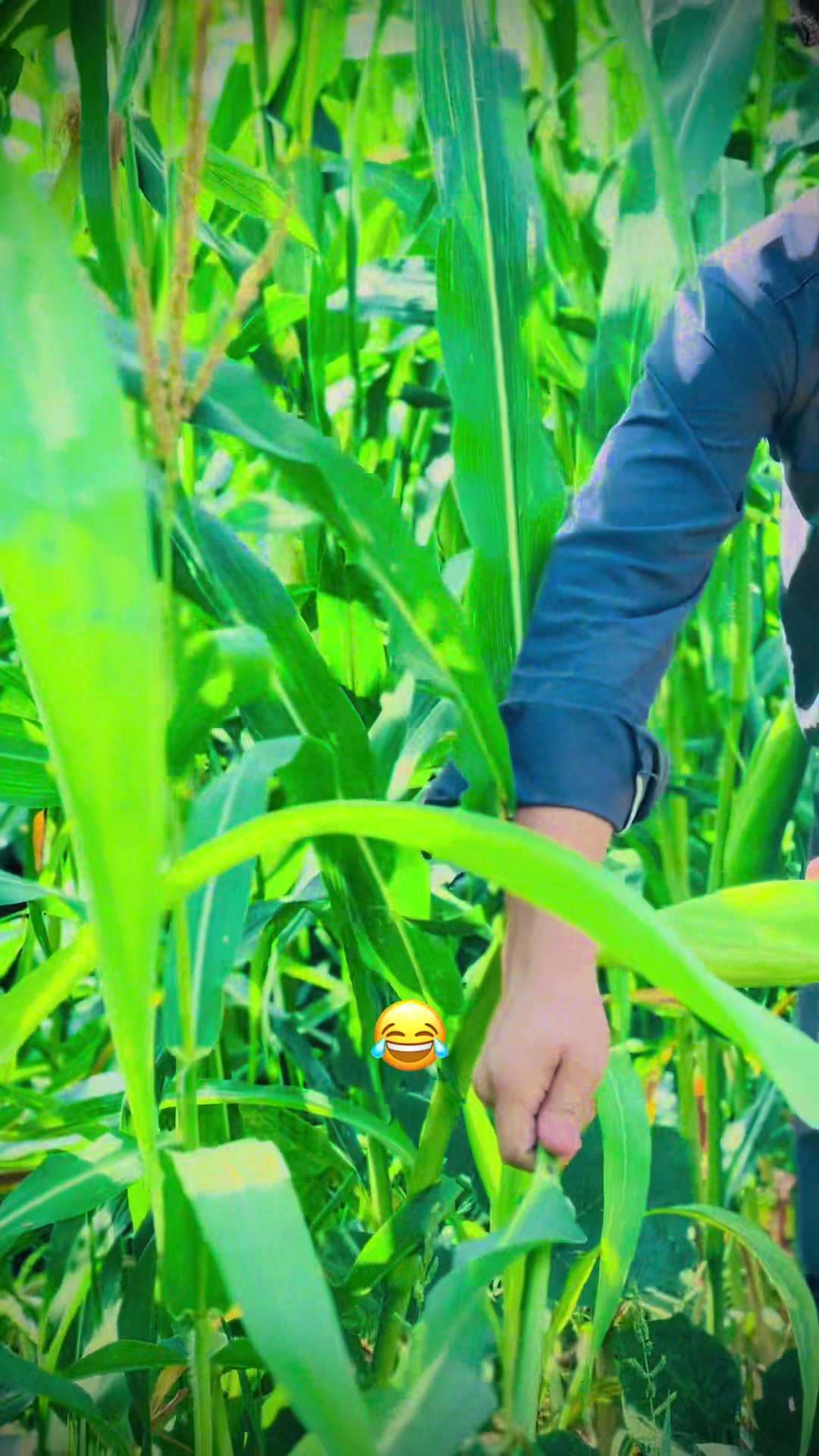 @mkbadsha67