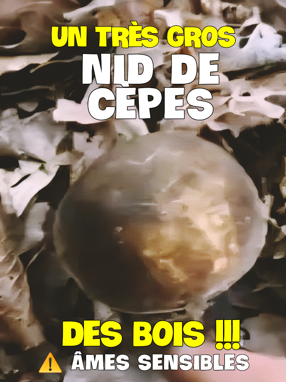 @Dan 🍄&zwj;🟫 Le Champologue