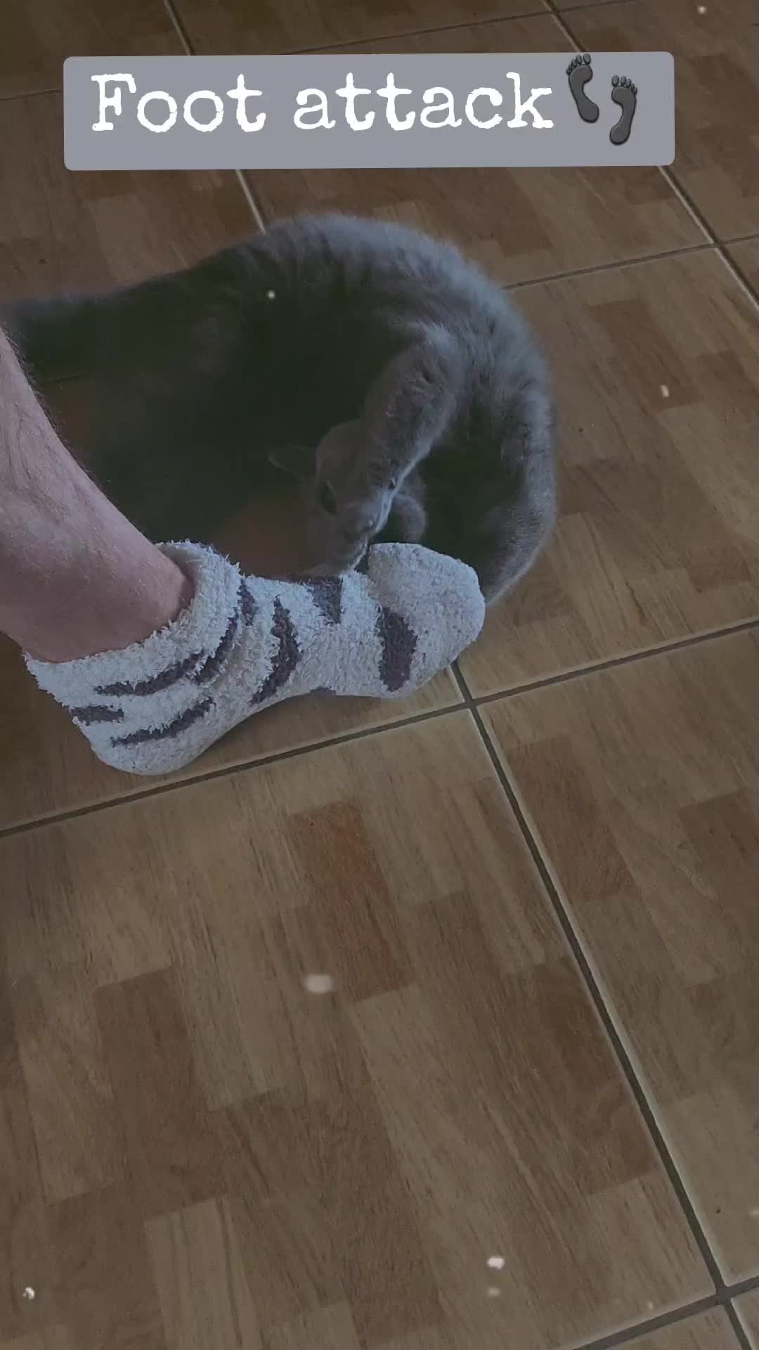 @bluemoonthecat