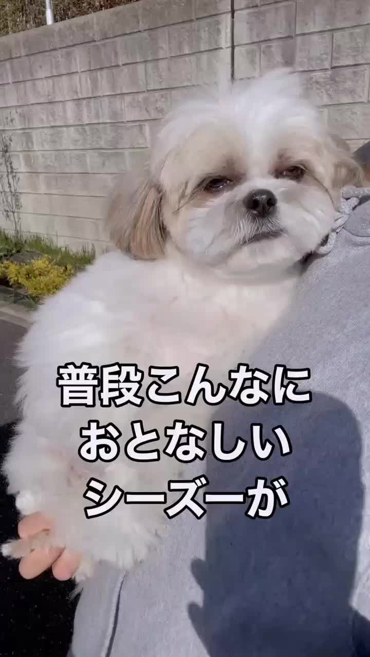 @sonyakoepp