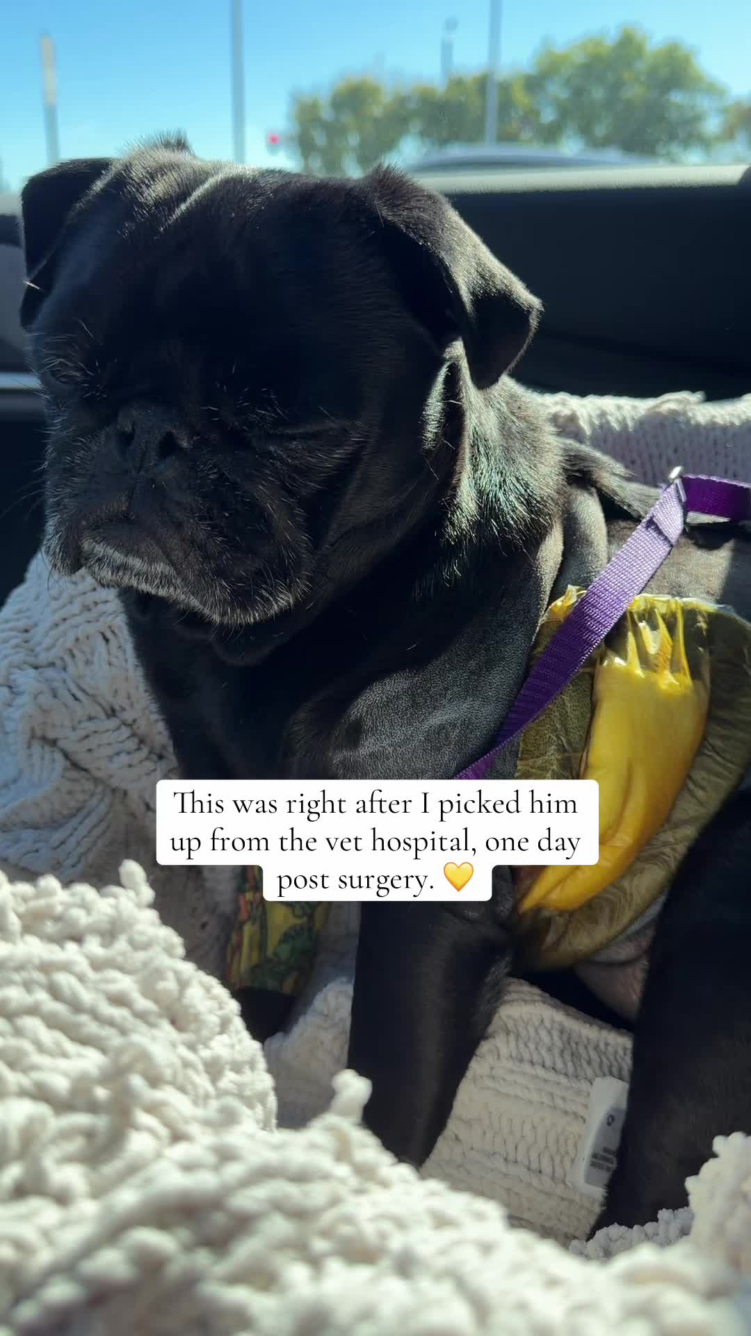 @Thedistracteddogmom