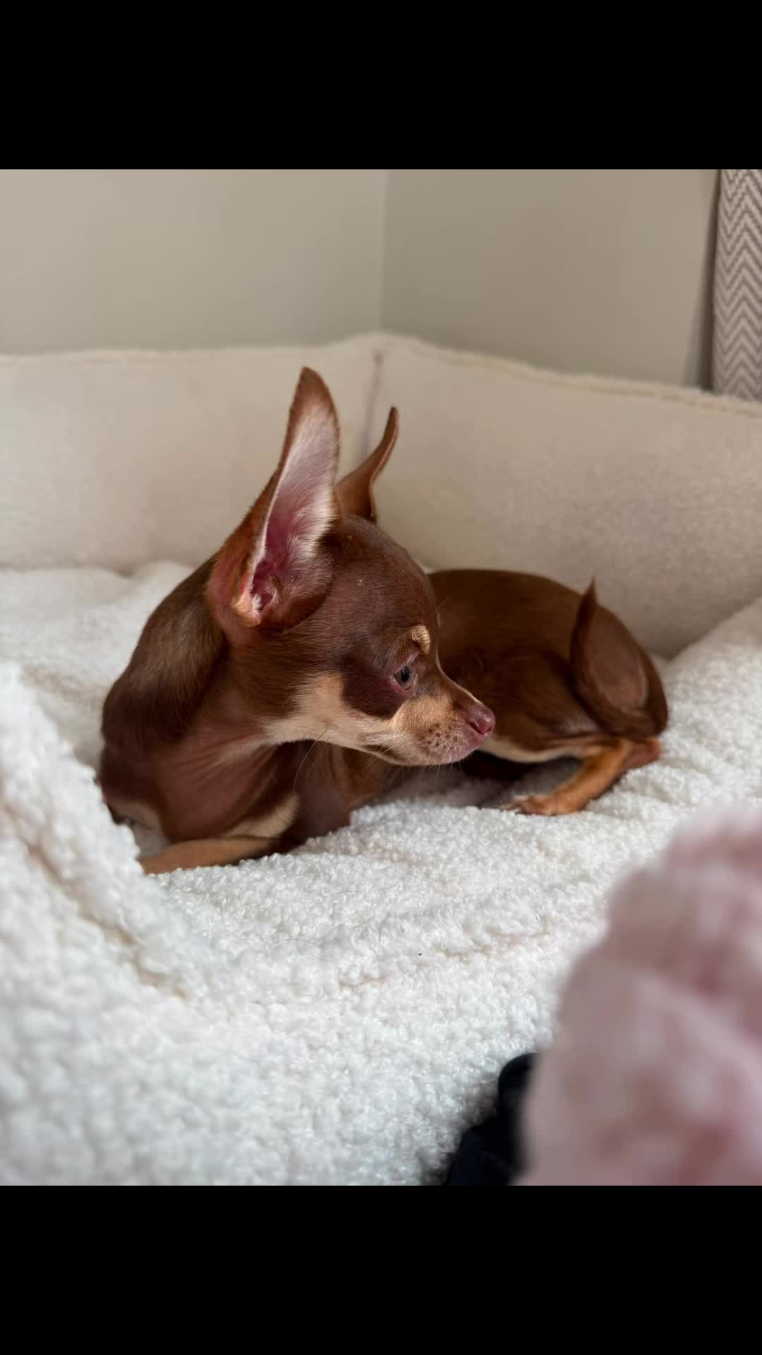 @Suffolk Chihuahuas