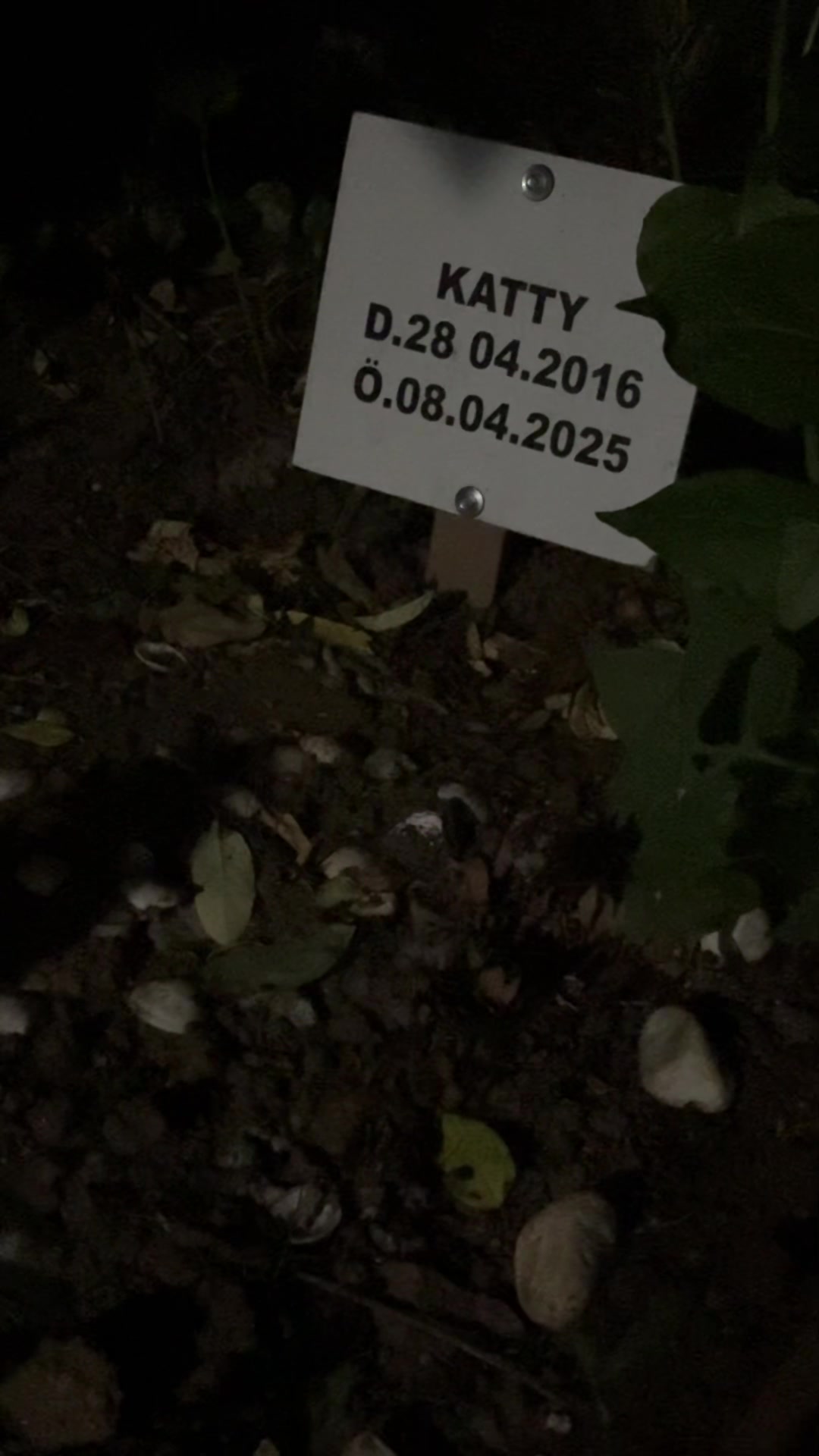 @Ceren erten