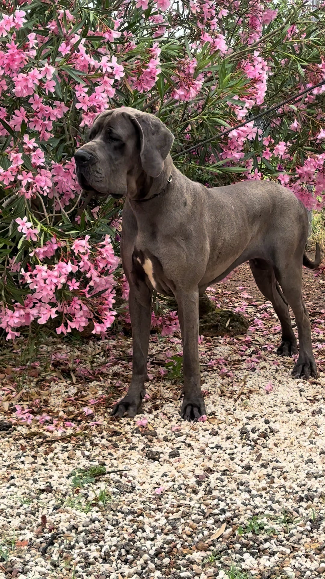 @Dеlмаdоg 🐾