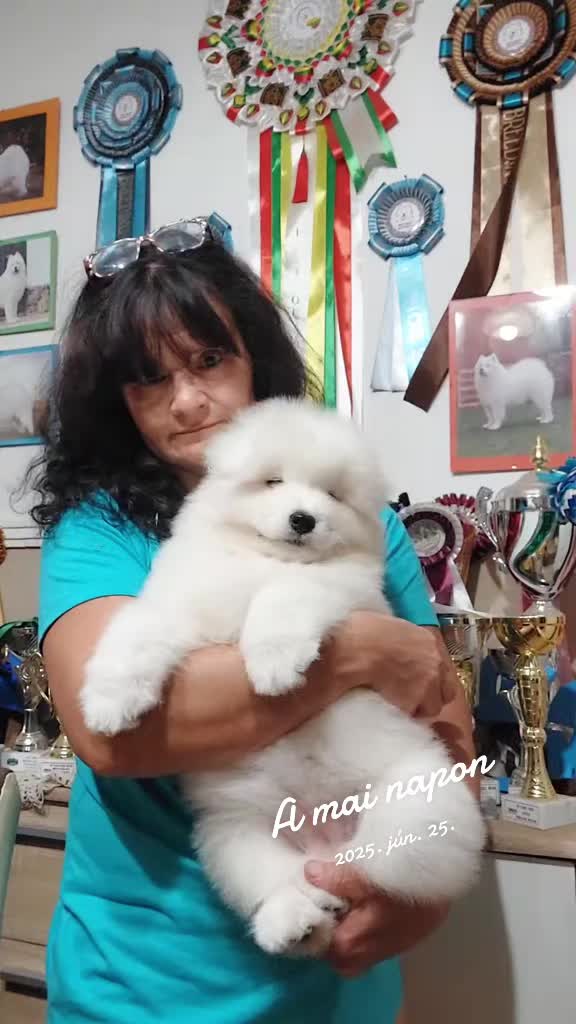 @Lovely Snow Diamonds Samoyed