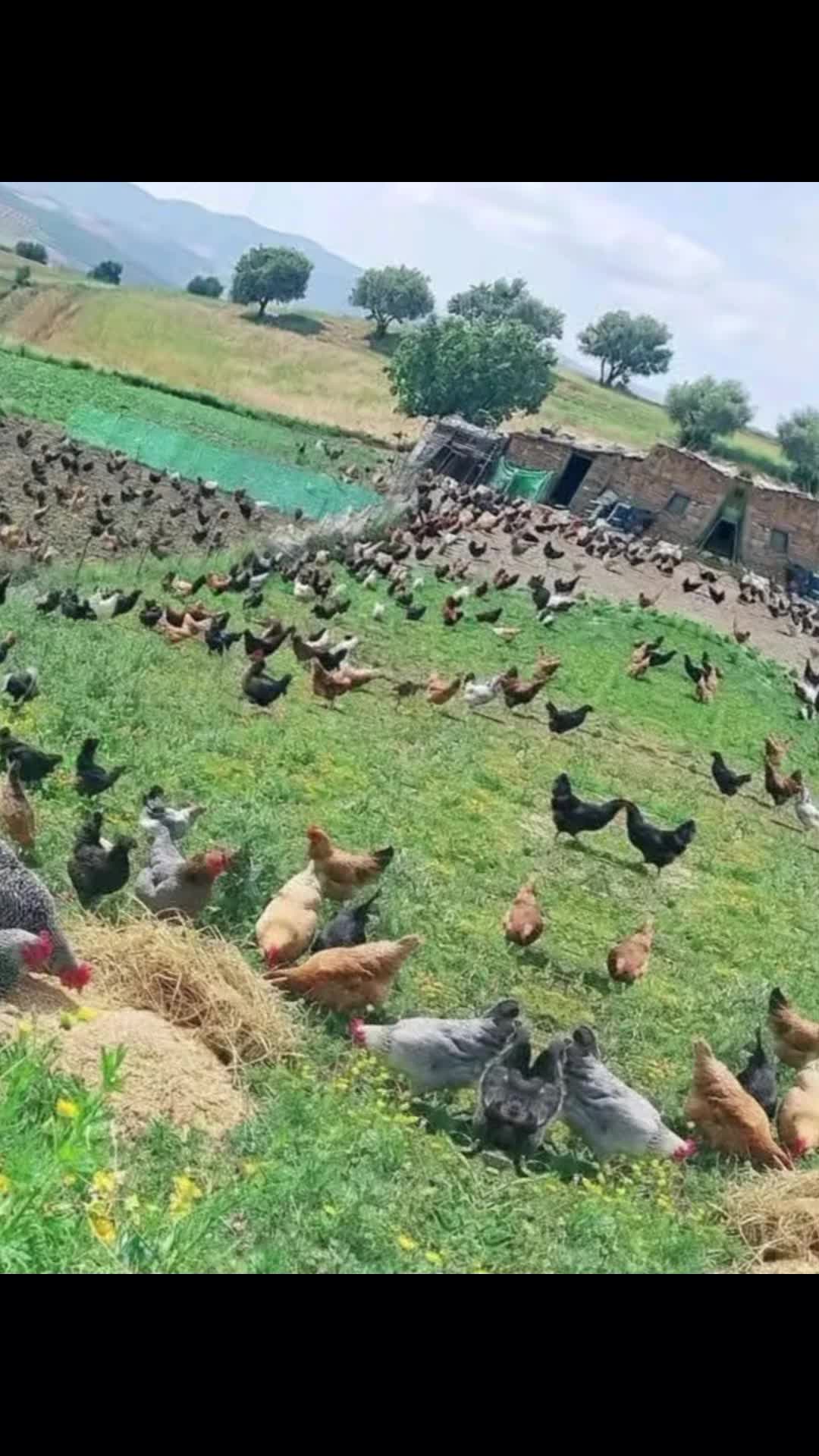 @اماني اماني 🇩🇿🇩🇿
