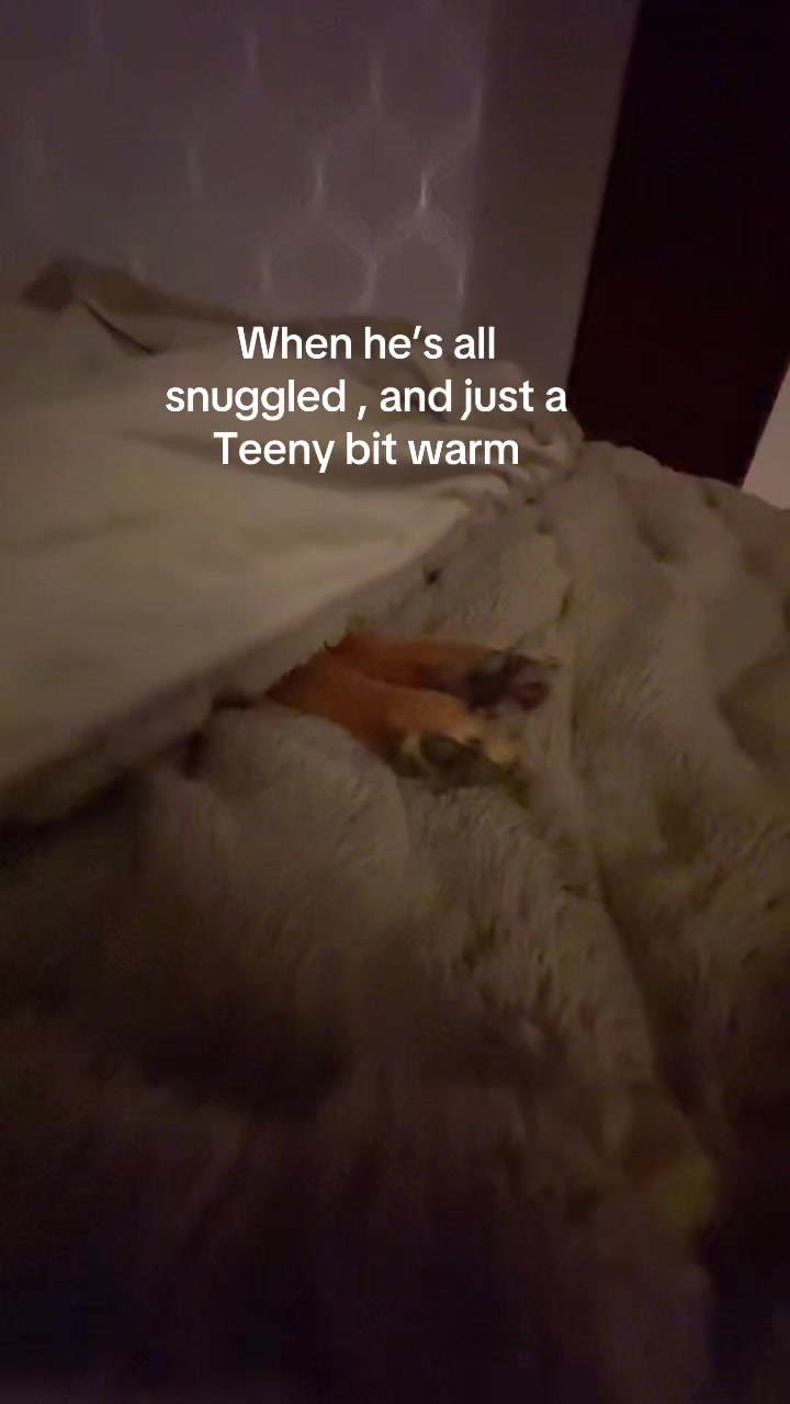@👩🏻🦳❤️🐕