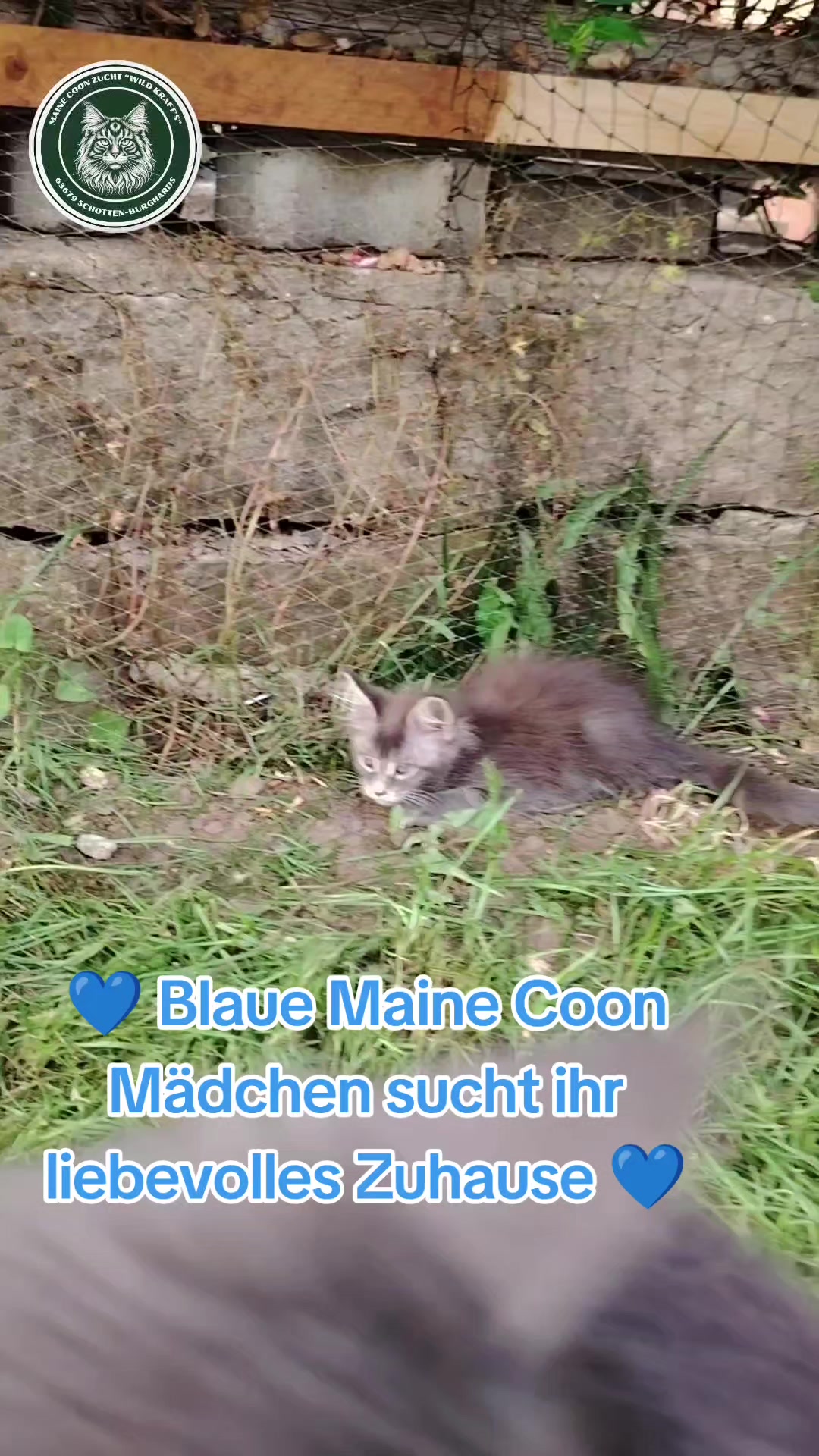 @Maine Coon Zucht WILD KRAFTS