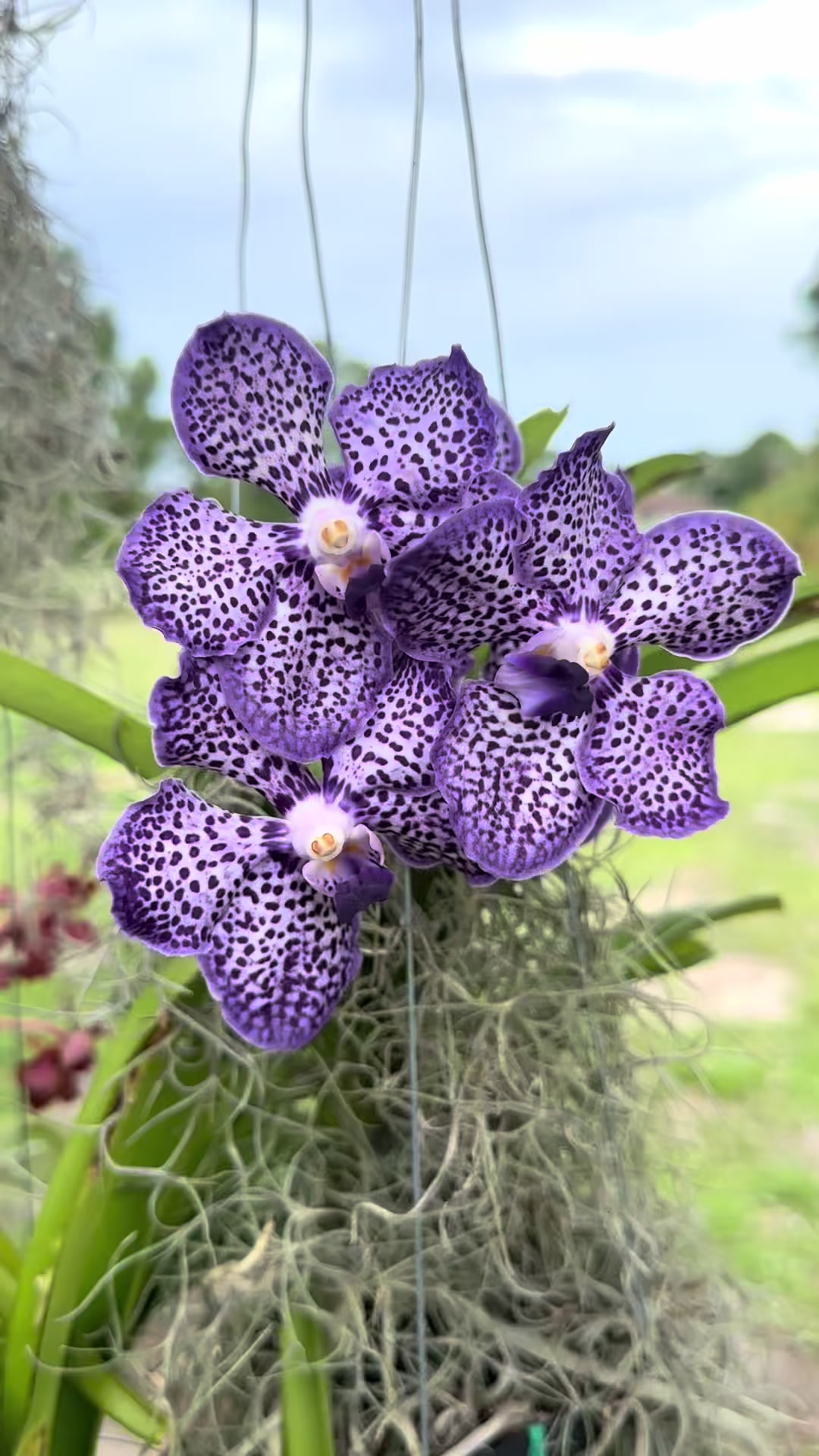 @Migs | Orchids ๐ธ
