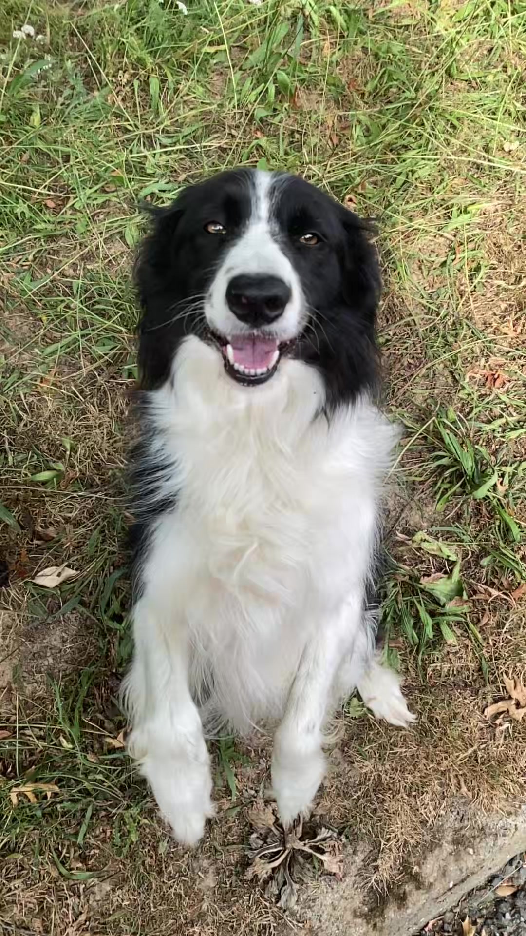 @PacoPacoPaco_le_chien