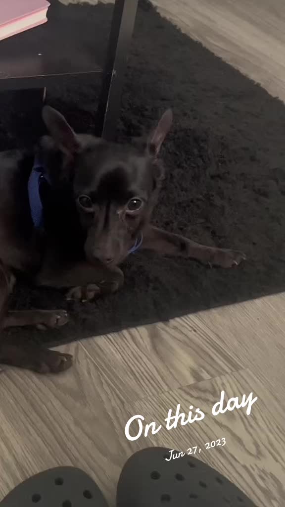 @Blackjack_Chihuahua