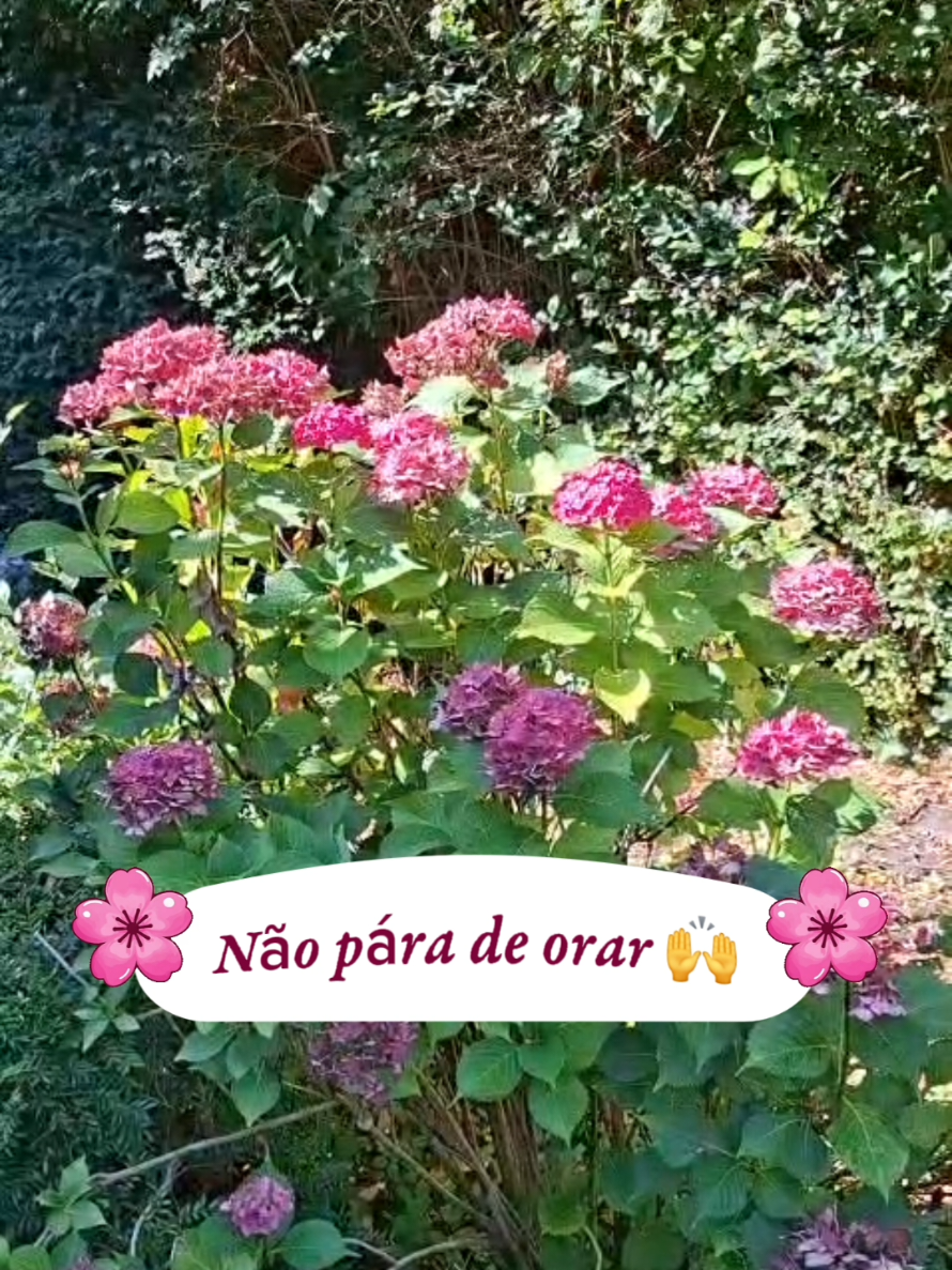 @PromessadeDeus91