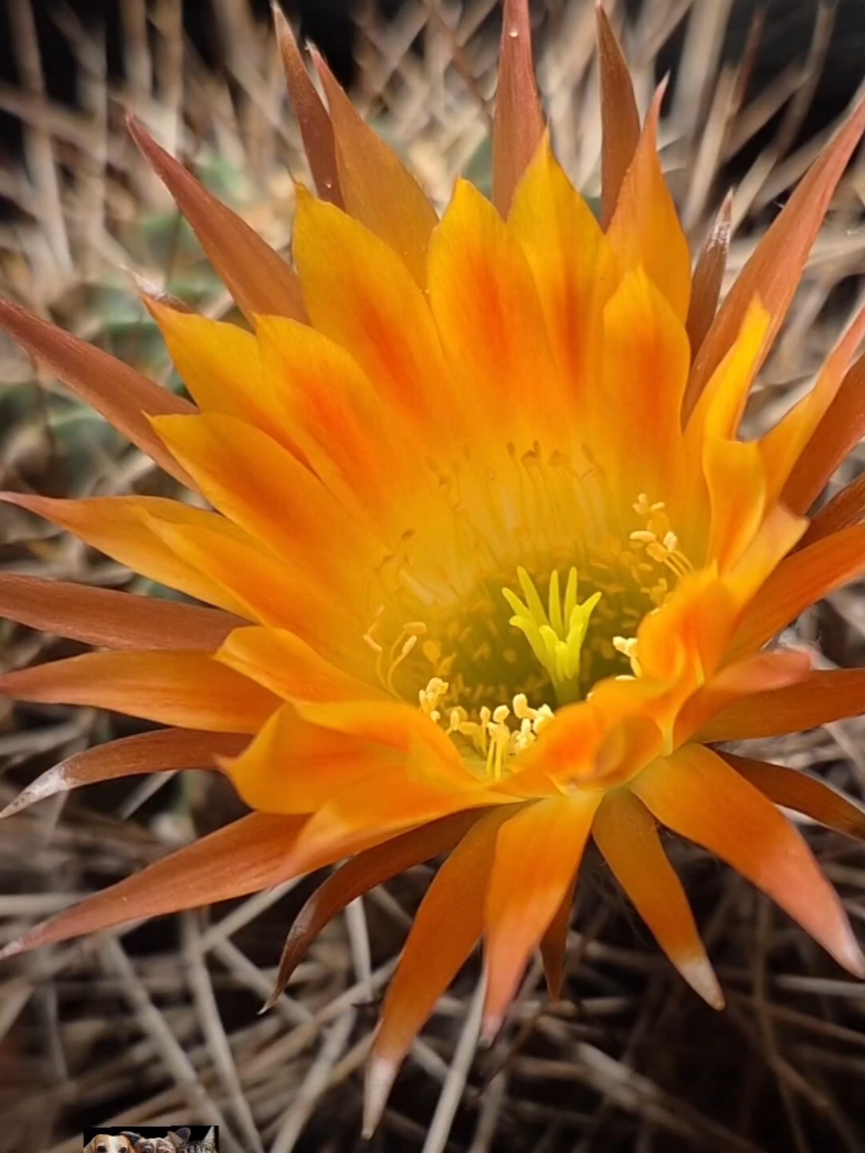 @Cactusjerk
