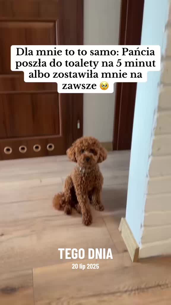 @Benni 🐾 IG: benni_toypoodle