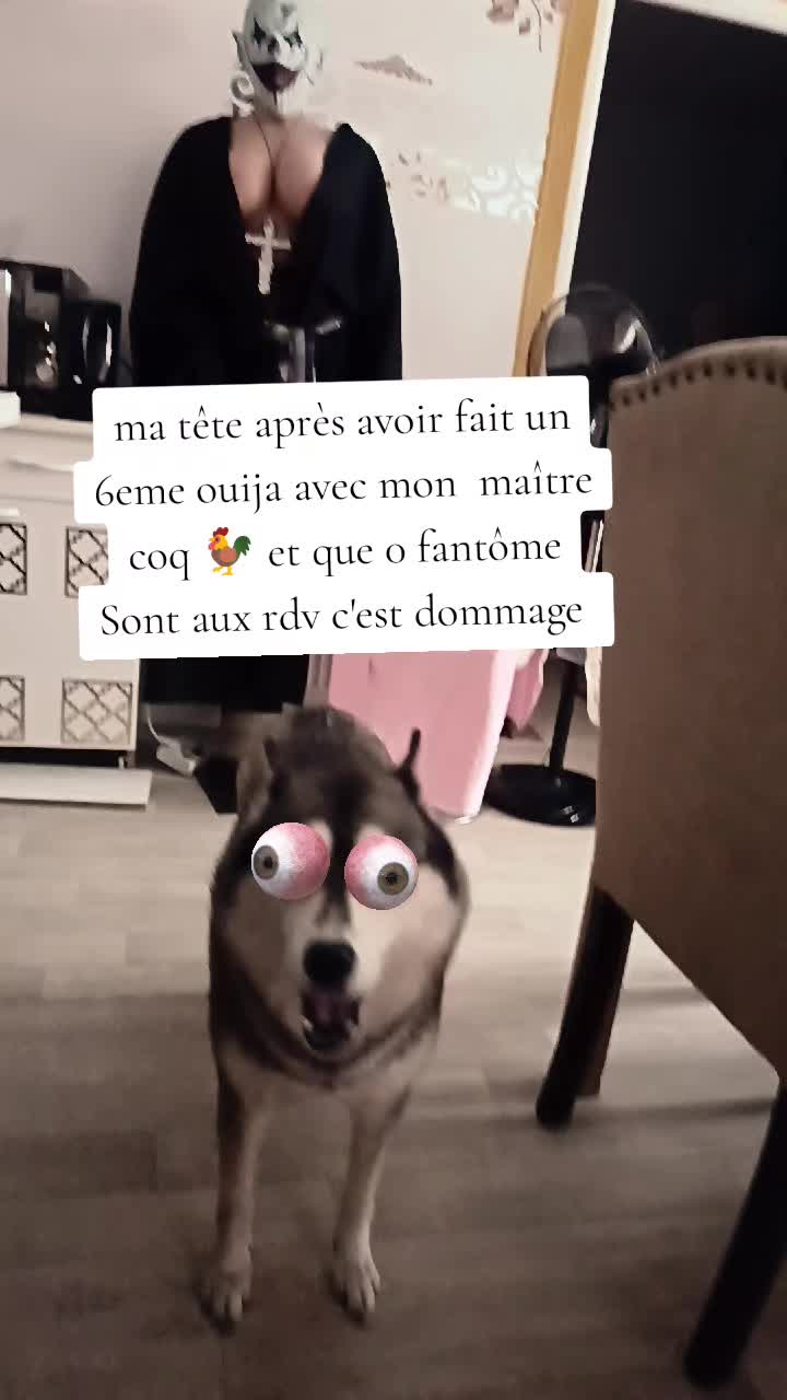 @dog et demon ➕😈 de lenfer ➕👻
