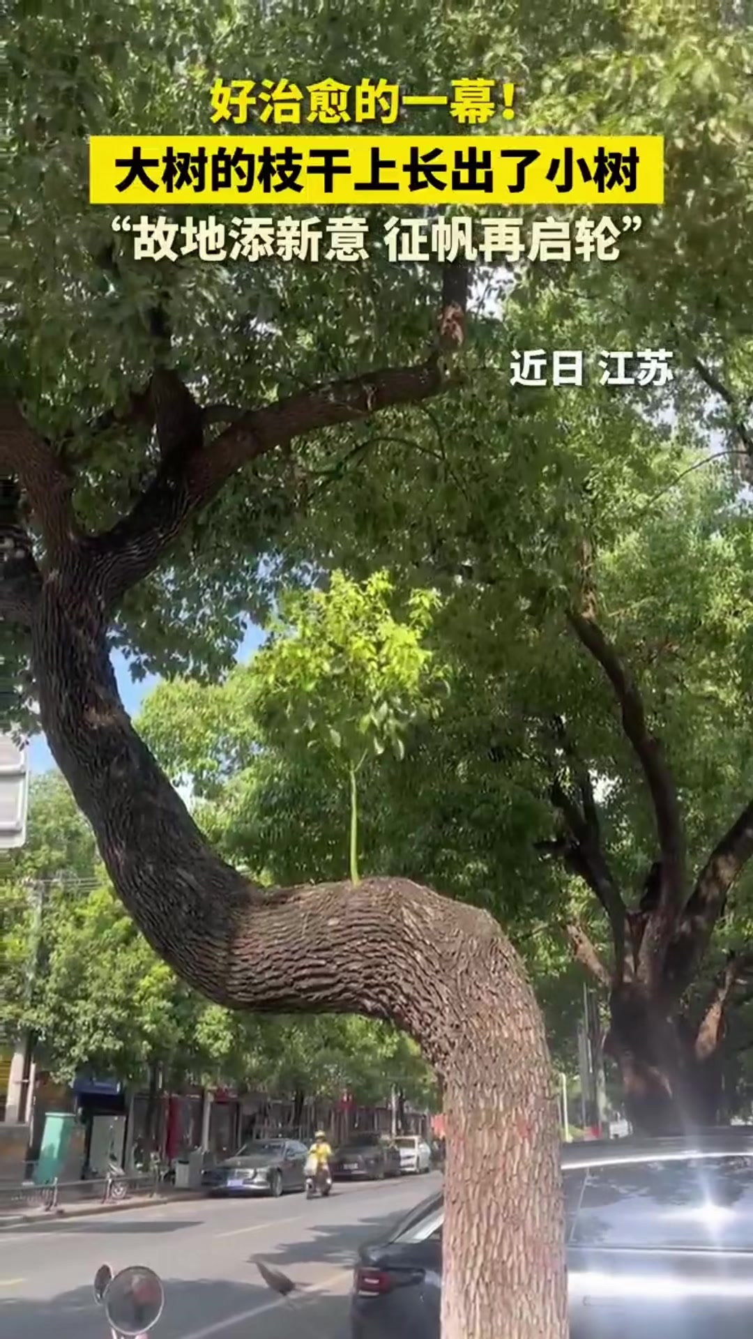 @中国蓝国际