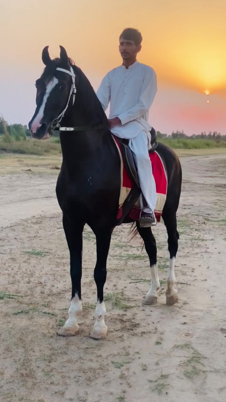 @Ch Hammad bokan ♥️🐎