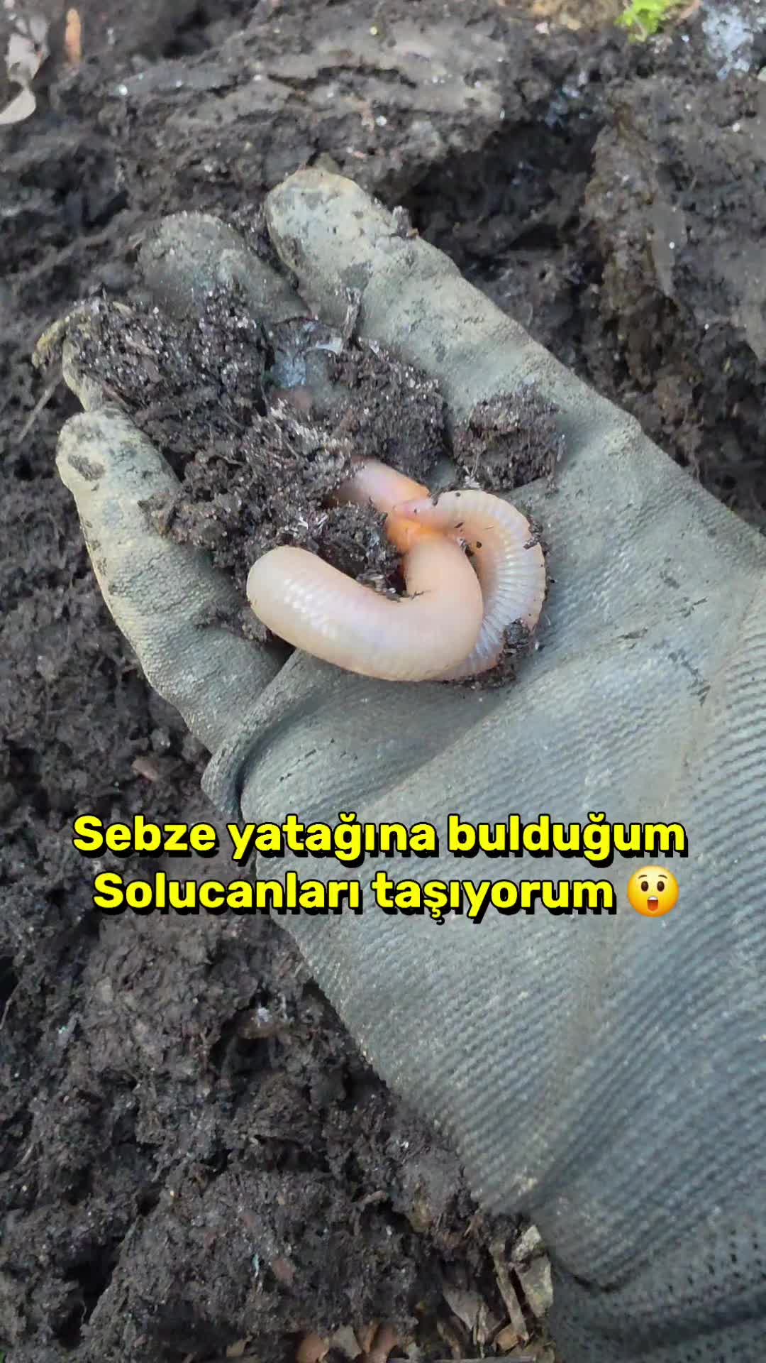 @meralworld