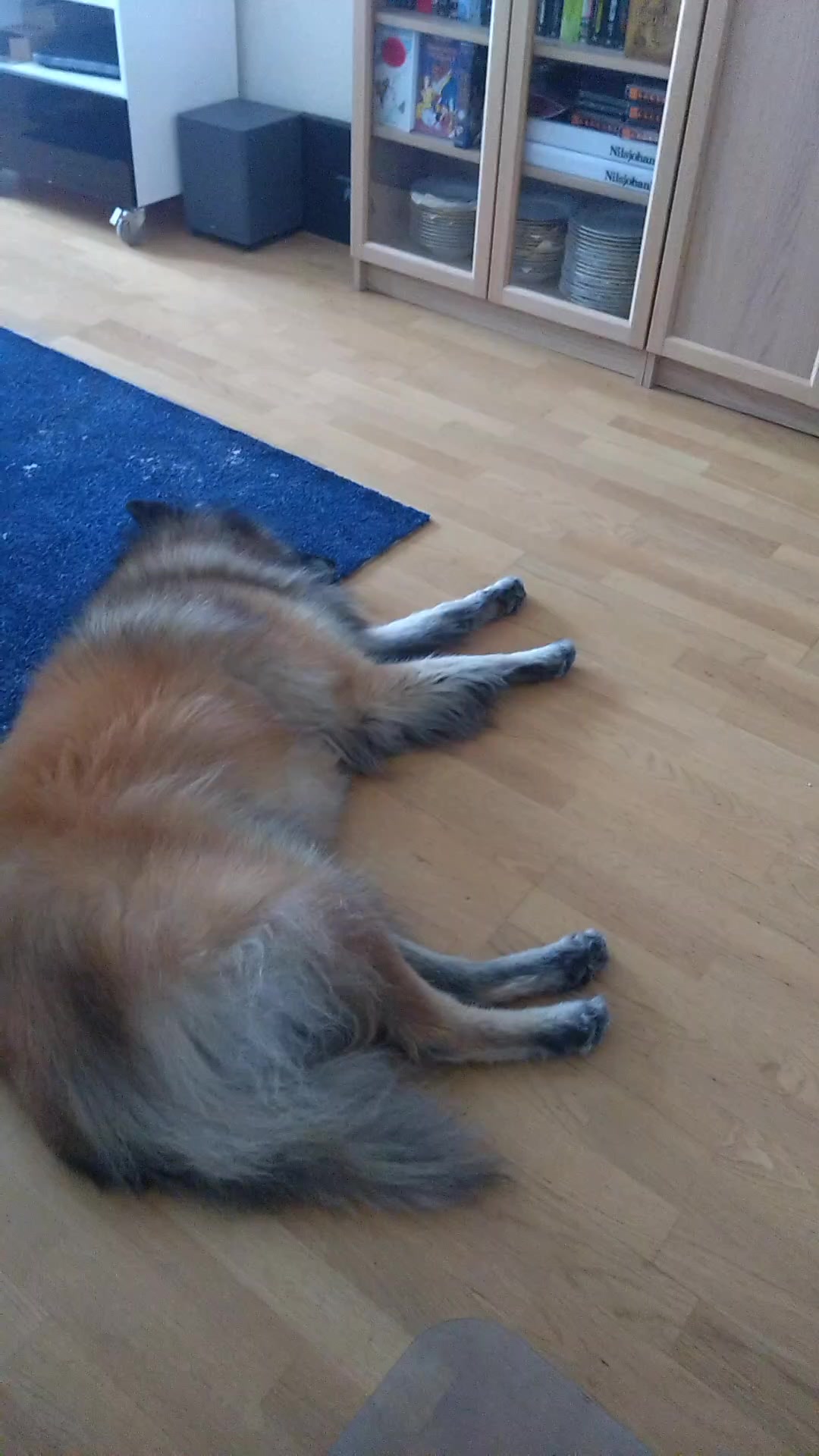 @Fenix-Tervueren AssistanceDog