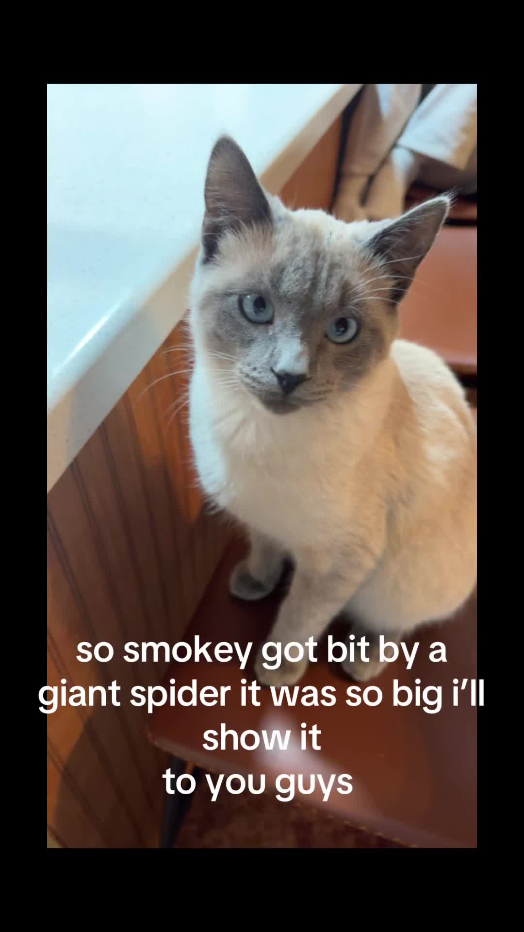 @Smokey the kitty😼