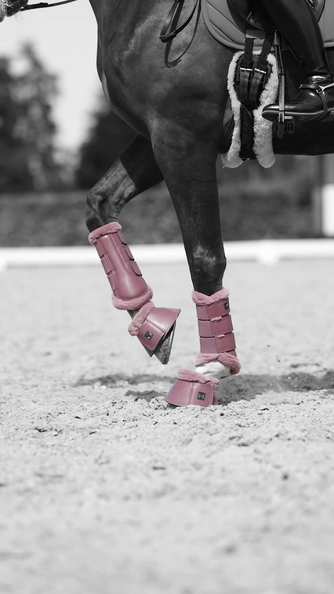 @Maximilian Equestrian