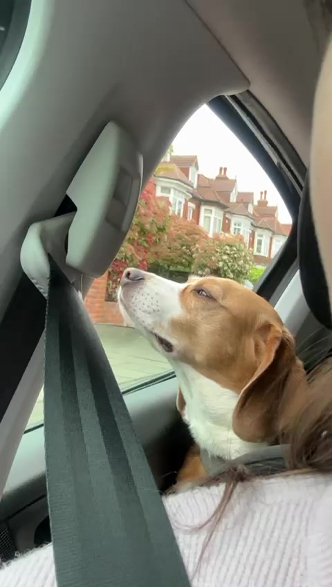 @Neo_The_Beagle