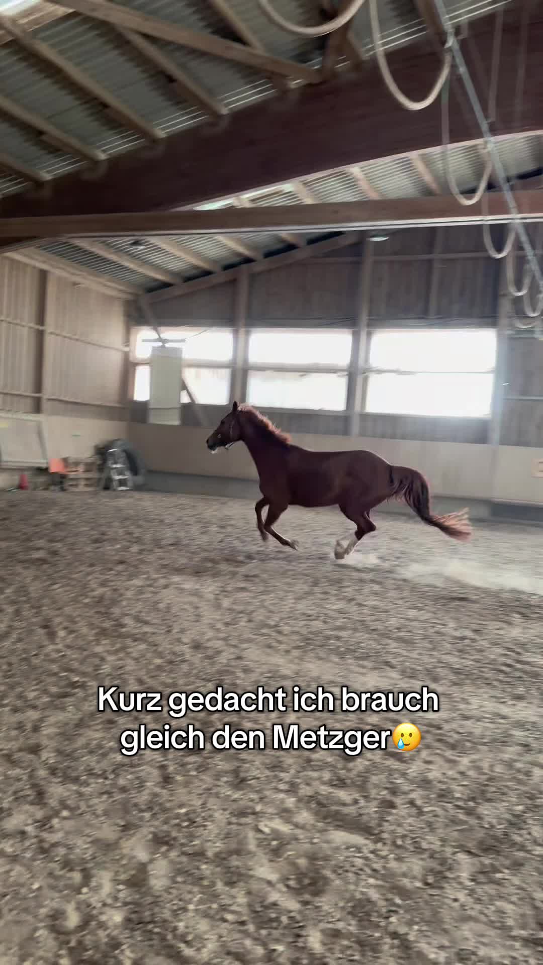@Letynnxhorses