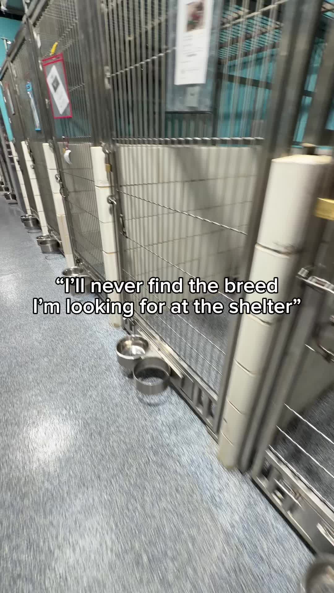 @Adopt a Pet