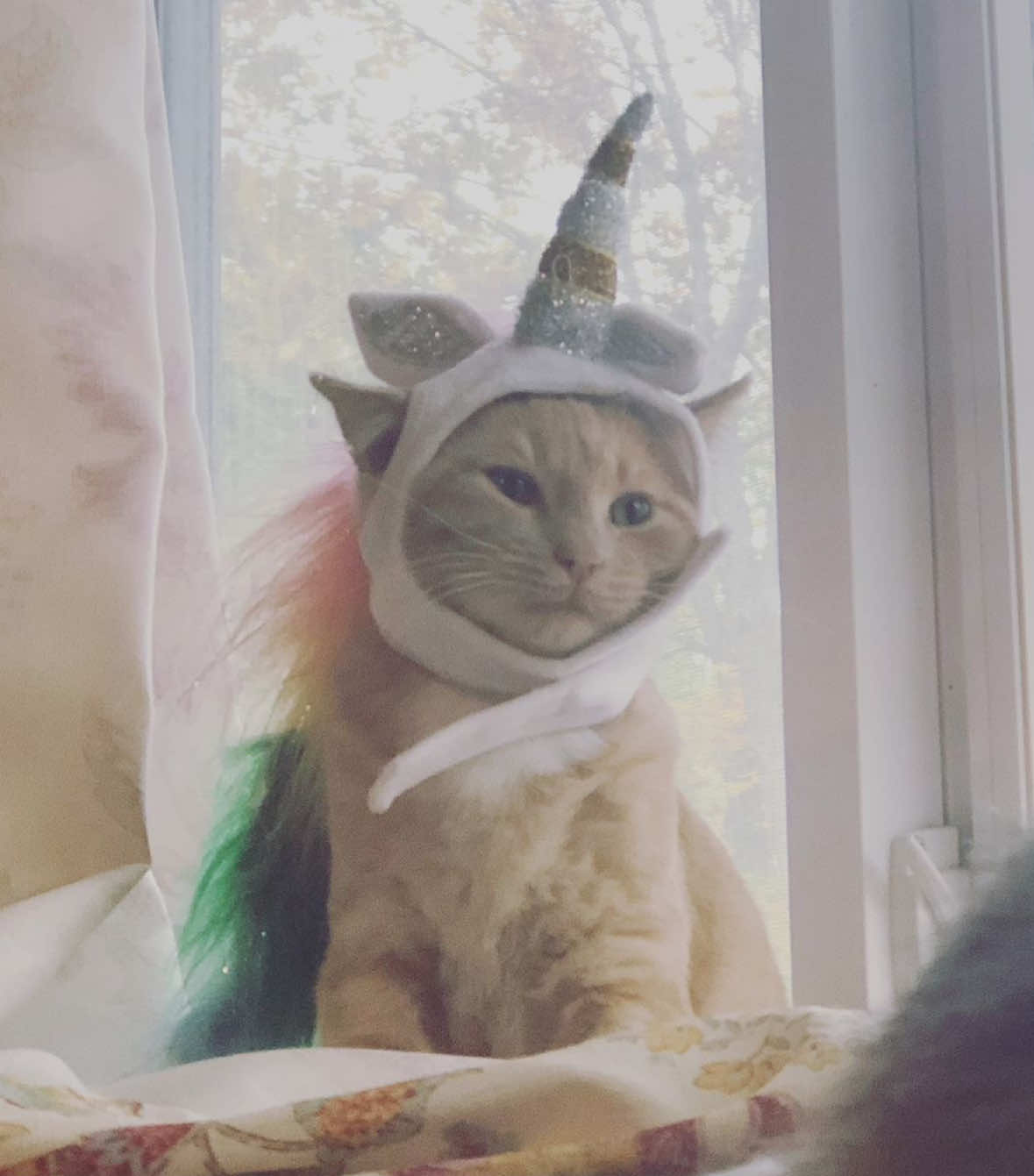 @🦄