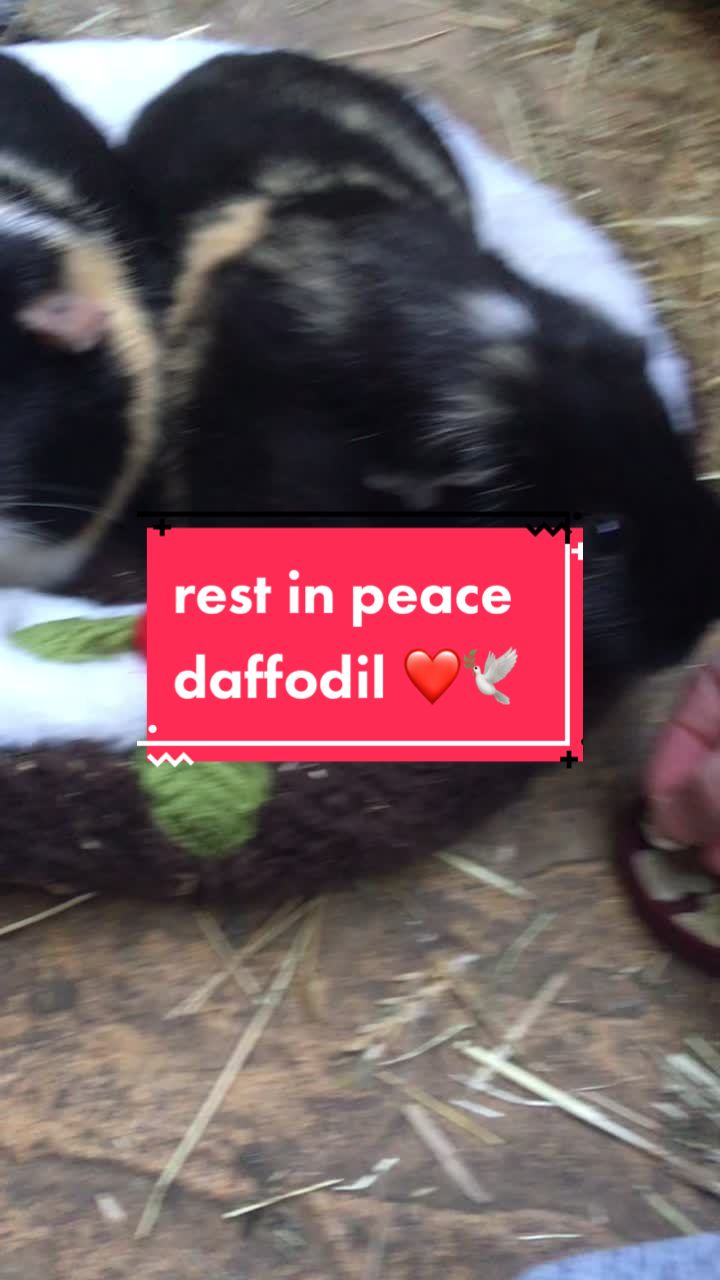 @Guinea pig tricks 🐹👍