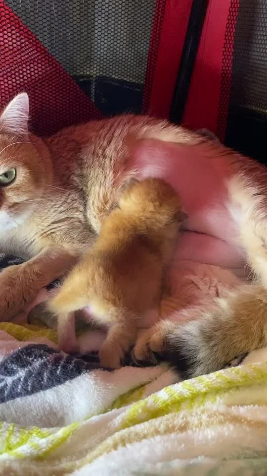 @Cruise_cat