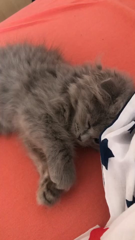 @Lili🐱❤️